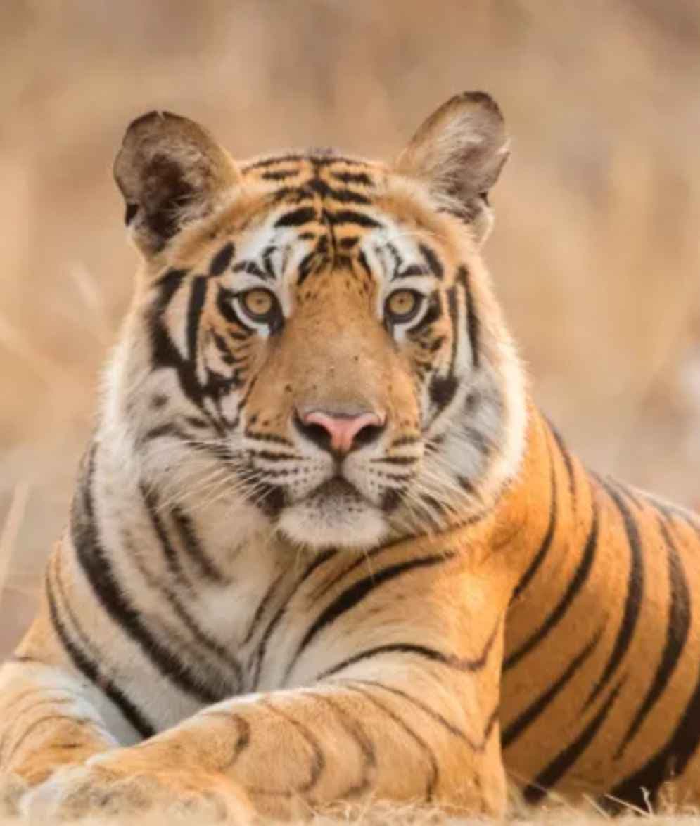 5 Best Winter Wildlife Safaris in India 